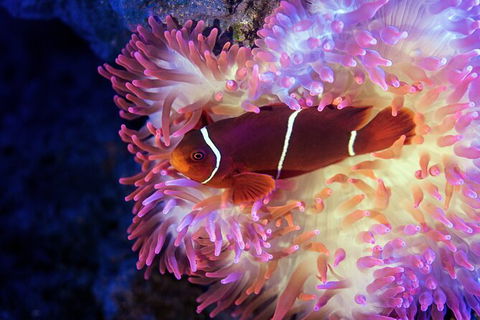Cairns Aquarium Tour By Twilight With Drink And Appetiser - Lightning Ridge Tourism 2