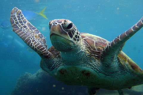 2 Night Whitsunday Islands Cruise On Atlantic Clipper From Airlie Beach - Lightning Ridge Tourism 6