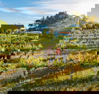 Barossa Valley Highlights from Barossa Valley Including Wine and Cheese Tasting - Lightning Ridge Tourism