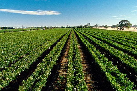 Adelaide Hills Wine Tour - Lightning Ridge Tourism 1