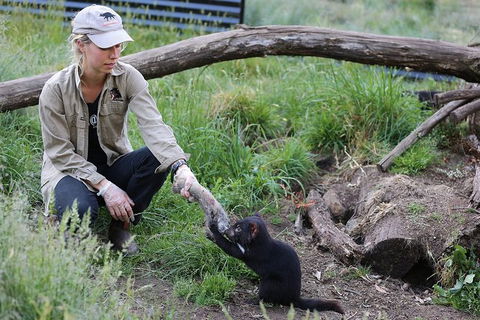 After Dark Tasmanian Devil Feeding Tour At Cradle Mountain - Lightning Ridge Tourism 3