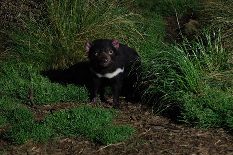 After Dark Tasmanian Devil Feeding Tour At Cradle Mountain - Lightning Ridge Tourism 1