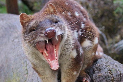 After Dark Tasmanian Devil Feeding Tour At Cradle Mountain - Lightning Ridge Tourism 4