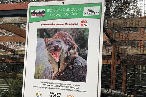 After Dark Tasmanian Devil Feeding Tour At Cradle Mountain - Lightning Ridge Tourism 2