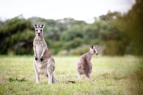 LGBT+ Friendly 3 Day Tour The Grampians, Daylesford & Ballarat - Lightning Ridge Tourism 2