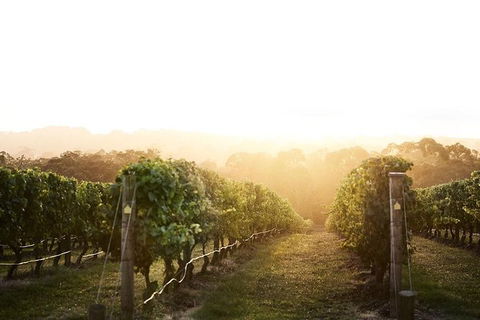 Mornington Peninsula 2-6 Guests Lunch Rare Hare Or Merricks General Wine Store - Lightning Ridge Tourism 2