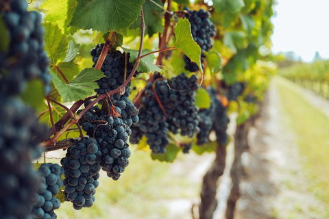 Yarra Valley 2-6 Guests With Lunch And Gin Tasting At Four Pillars - Lightning Ridge Tourism 4