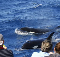 Bremer Canyon Killer Whale Orca Expedition - Lightning Ridge Tourism