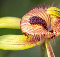 Orchids and Wildflowers Photographic Day tour from Perth - Lightning Ridge Tourism