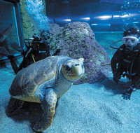 Dive with Sharks at AQWA - Lightning Ridge Tourism