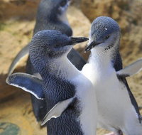 Penguin Island Tour - Lightning Ridge Tourism