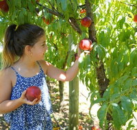 Summer Fruits Festival - Lightning Ridge Tourism