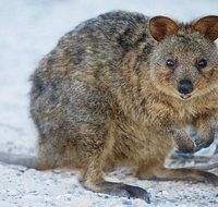 Rottnest Island Bike Snorkel  Ferry Package from Perth - Lightning Ridge Tourism