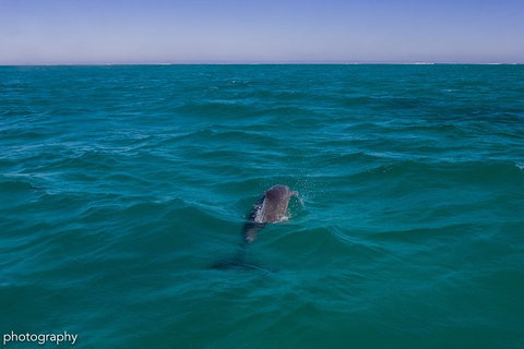 Ningaloo Immersion Private Charter - Lightning Ridge Tourism 1