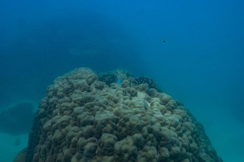 Ningaloo Immersion Private Charter - Lightning Ridge Tourism 4