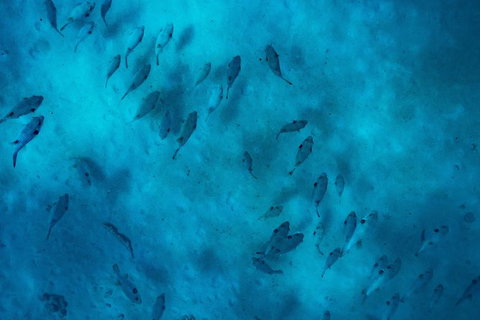 Ningaloo Immersion Private Charter - Lightning Ridge Tourism 2
