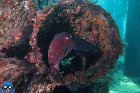 PADI Open Water Course - Lightning Ridge Tourism 1