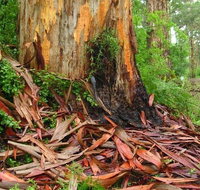 From Pemberton 4.5 Hours Guided Beach and Forest Eco Adventure - Lightning Ridge Tourism