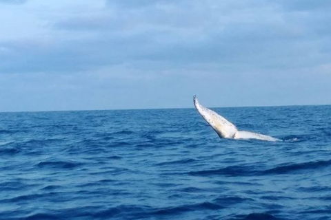 Whale Watching Boat Tour In Geraldton - Lightning Ridge Tourism 0