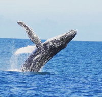 Guided Whale Watching Boat Tour at Kalbarri - Lightning Ridge Tourism