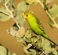 Private Guided Birdwatching Tour in Pilbara - Lightning Ridge Tourism