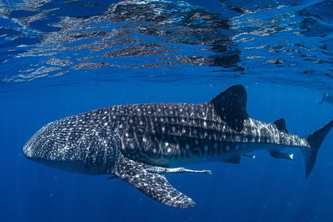 Full-Day Whale Sharks Swimming Experience On Ningaloo Reef - Lightning Ridge Tourism 10