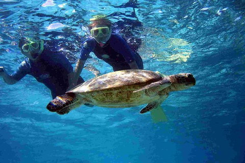Full-Day Whale Sharks Swimming Experience On Ningaloo Reef - Lightning Ridge Tourism 7