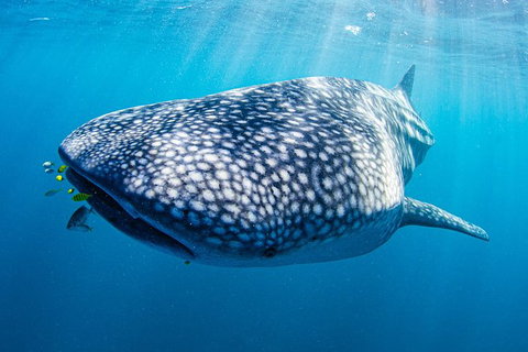 Full-Day Whale Sharks Swimming Experience On Ningaloo Reef - Lightning Ridge Tourism 9