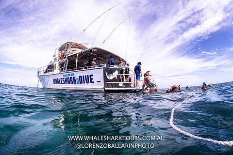 Full-Day Whale Sharks Swimming Experience On Ningaloo Reef - Lightning Ridge Tourism 13