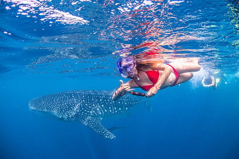 Full-Day Whale Sharks Swimming Experience On Ningaloo Reef - Lightning Ridge Tourism 0