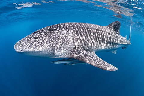 Full-Day Whale Sharks Swimming Experience On Ningaloo Reef - Lightning Ridge Tourism 14