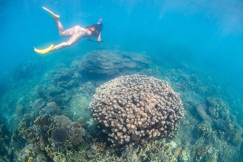 Full-Day Whale Sharks Swimming Experience On Ningaloo Reef - Lightning Ridge Tourism 6