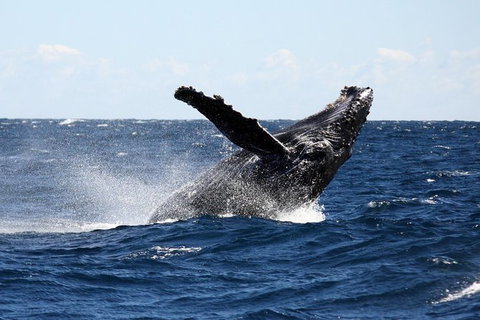 Full-Day Whale Sharks Swimming Experience On Ningaloo Reef - Lightning Ridge Tourism 8