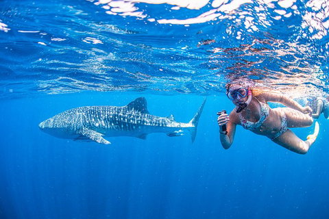 Full-Day Whale Sharks Swimming Experience On Ningaloo Reef - Lightning Ridge Tourism 17