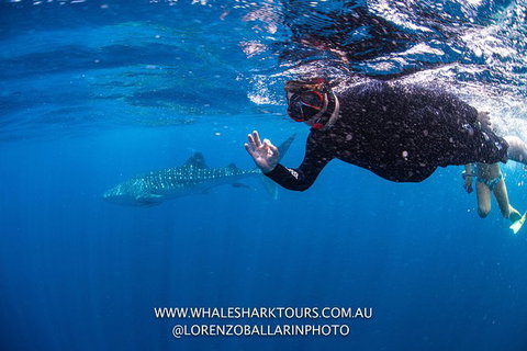 Full-Day Whale Sharks Swimming Experience On Ningaloo Reef - Lightning Ridge Tourism 2