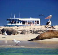 Dolphin Penguin and Sea Lion Cruise - Lightning Ridge Tourism