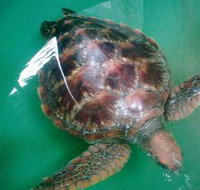 Australian Seabird Rescue - Lightning Ridge Tourism