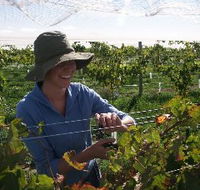 Kingsdale Wines - Lightning Ridge Tourism
