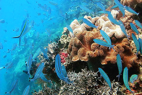 Ocean Free & Ocean Freedom - Cairns Premier Reef And Island Tours - Lightning Ridge Tourism 5