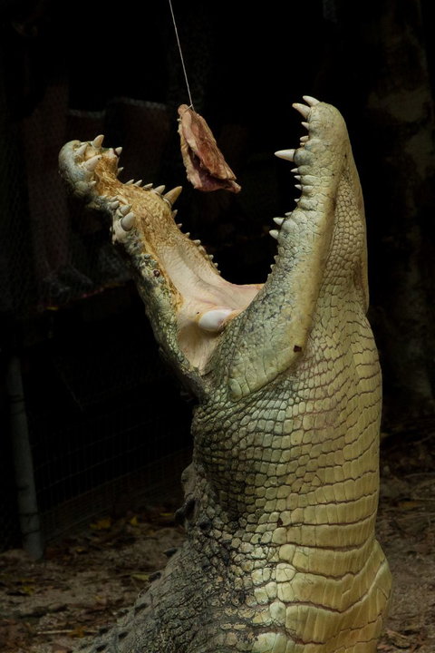 Wildlife Habitat - Lightning Ridge Tourism 4