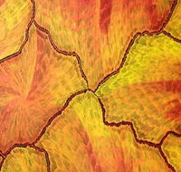 Red Desert Dreamings - Lightning Ridge Tourism