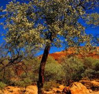 Mt Romance Australia Pty Ltd - Lightning Ridge Tourism