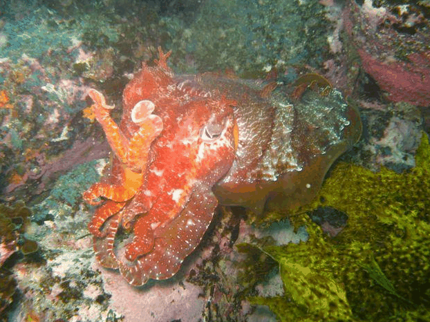 Jervis Bay Dive Charters - Lightning Ridge Tourism