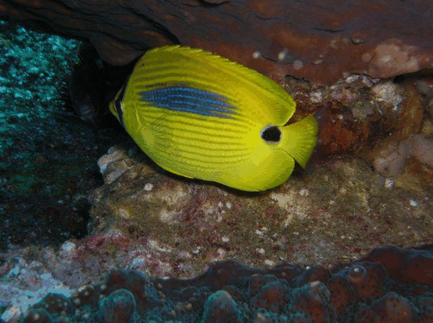 Jervis Bay Dive Charters - Lightning Ridge Tourism 1