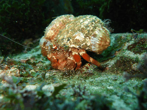 Jervis Bay Dive Charters - Lightning Ridge Tourism 2