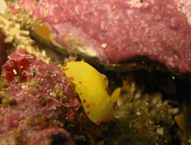 Jervis Bay Dive Charters - Lightning Ridge Tourism 5