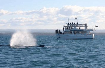 Dolphin Watch Cruises - Lightning Ridge Tourism