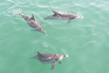 Dolphin Watch Cruises - Lightning Ridge Tourism 1