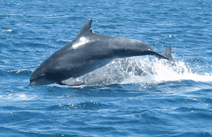 Dolphin Watch Cruises - Lightning Ridge Tourism 3