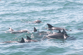 Dolphin Watch Cruises - Lightning Ridge Tourism 4